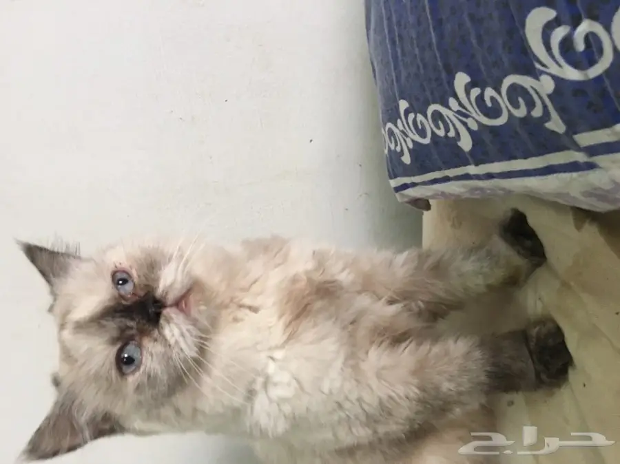 انثى هملايا شوكليت قريب تولد (image 1)