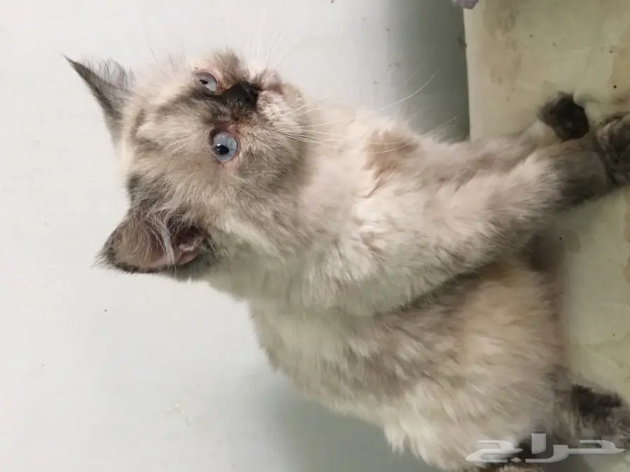 انثى هملايا شوكليت قريب تولد (image 2)