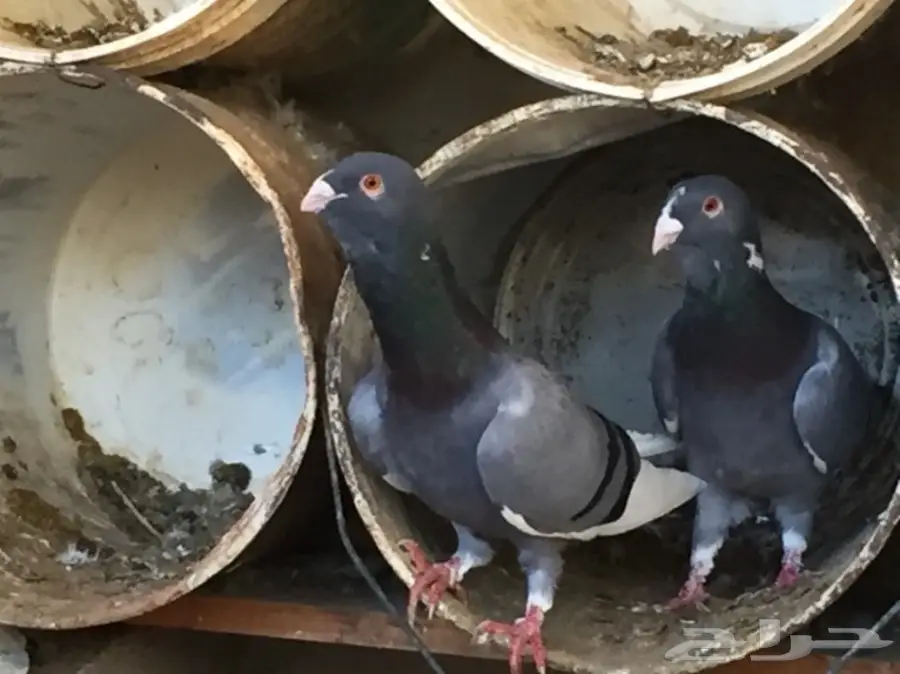 حمام للبيع جوز