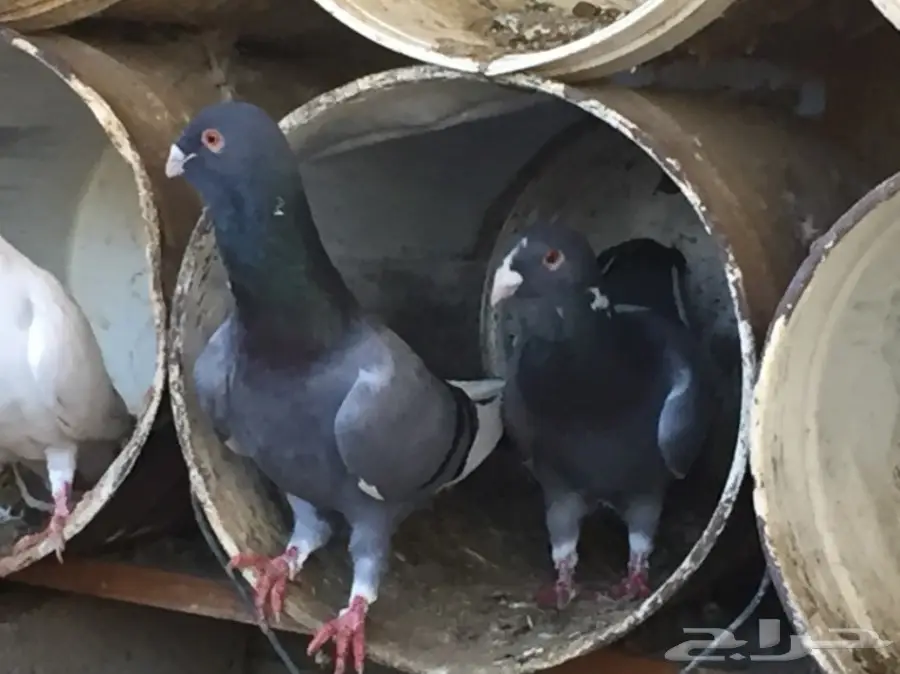 حمام للبيع جوز (image 1)