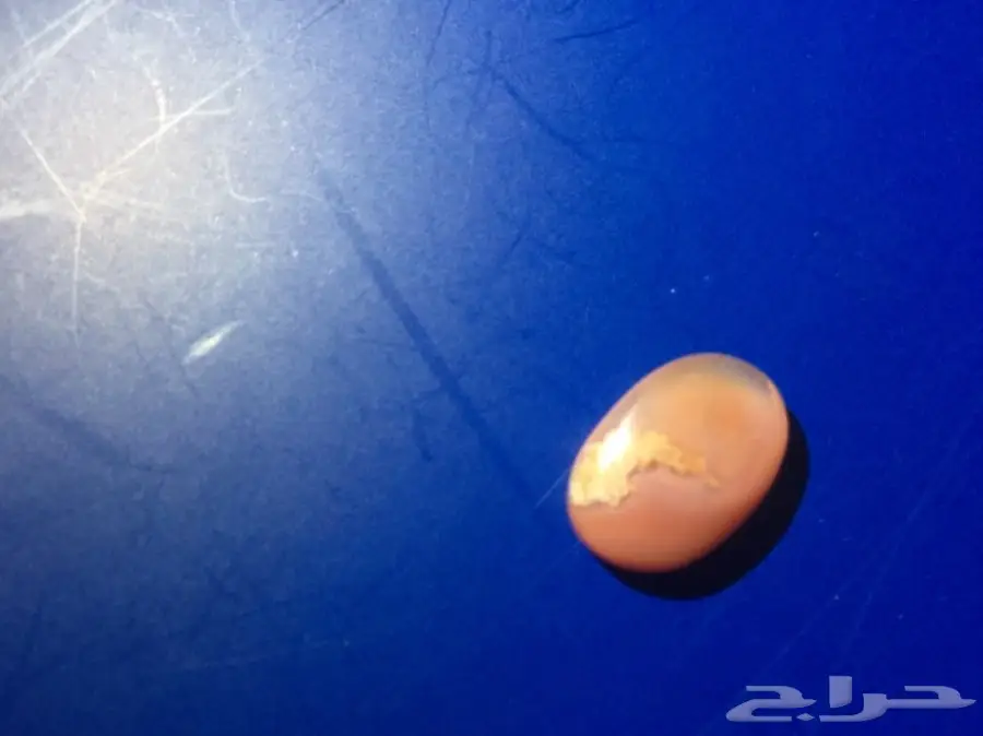 متجر  خواتم وعقيق يمني جمله وبلحبه درجه اولي 