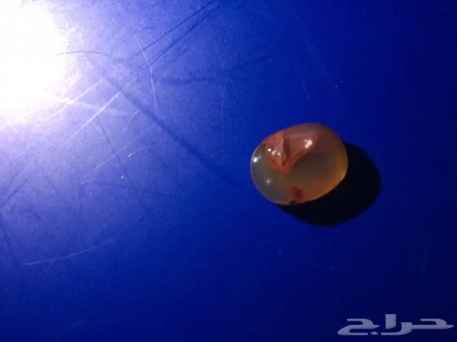 متجر  خواتم وعقيق يمني جمله وبلحبه درجه اولي  (image 2)