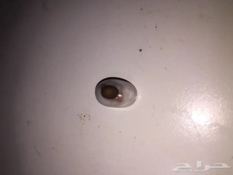 متجر  خواتم وعقيق يمني جمله وبلحبه درجه اولي  (image 54)