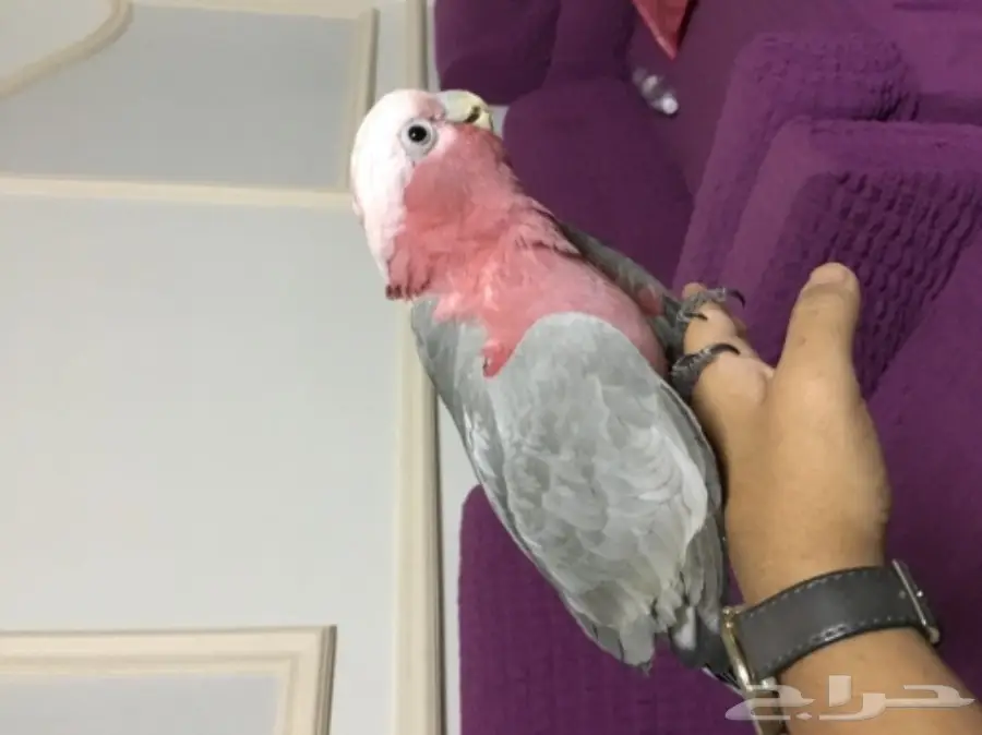 كوكاتو قالا اليفه جدا