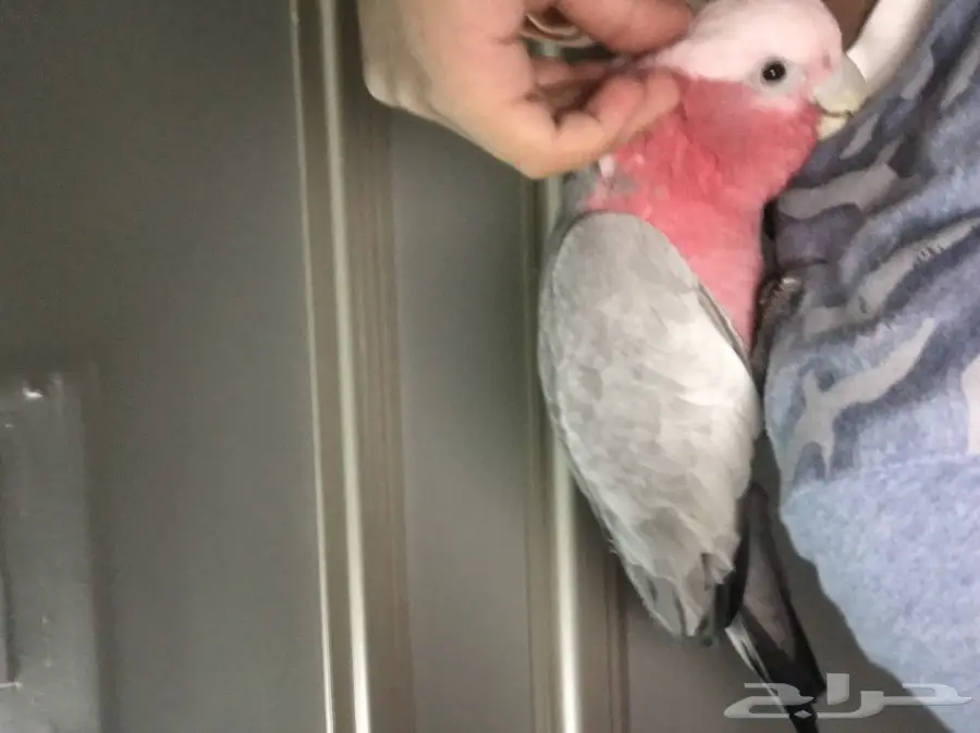 كوكاتو قالا اليفه جدا (image 1)