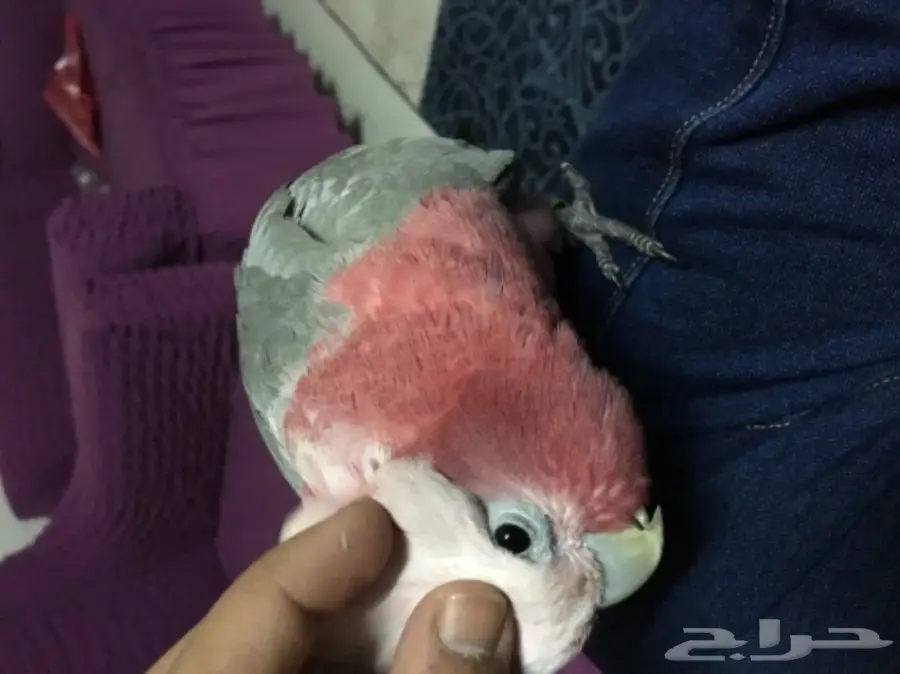 كوكاتو قالا اليفه جدا (image 2)