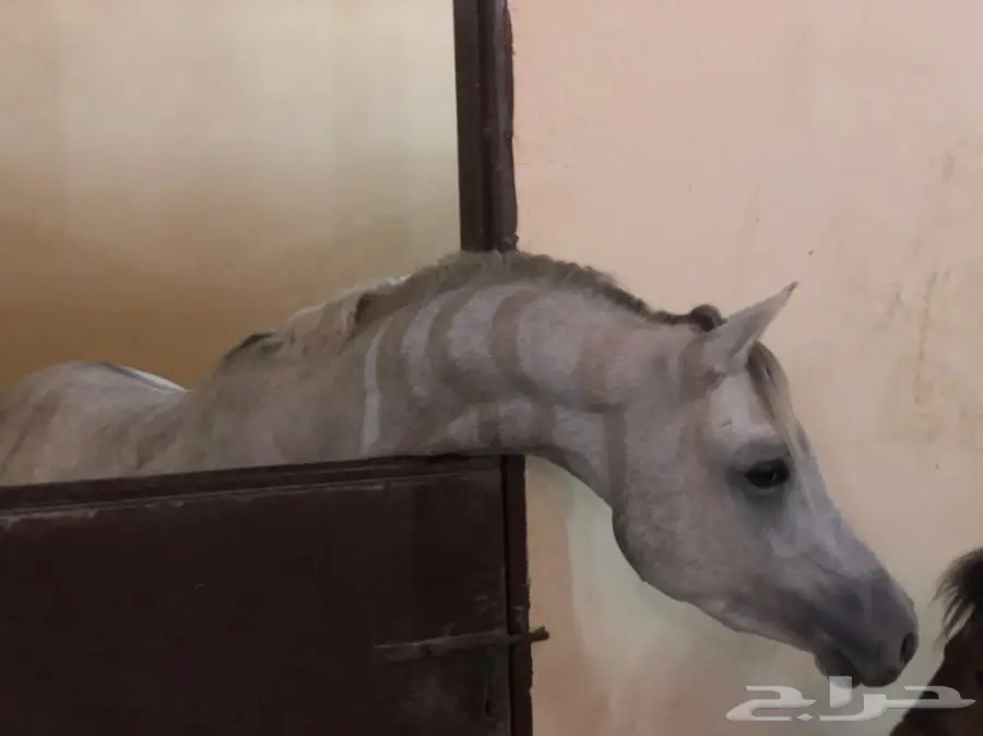 حصان شعبي شيخ ينافس الواهو  (image 3)