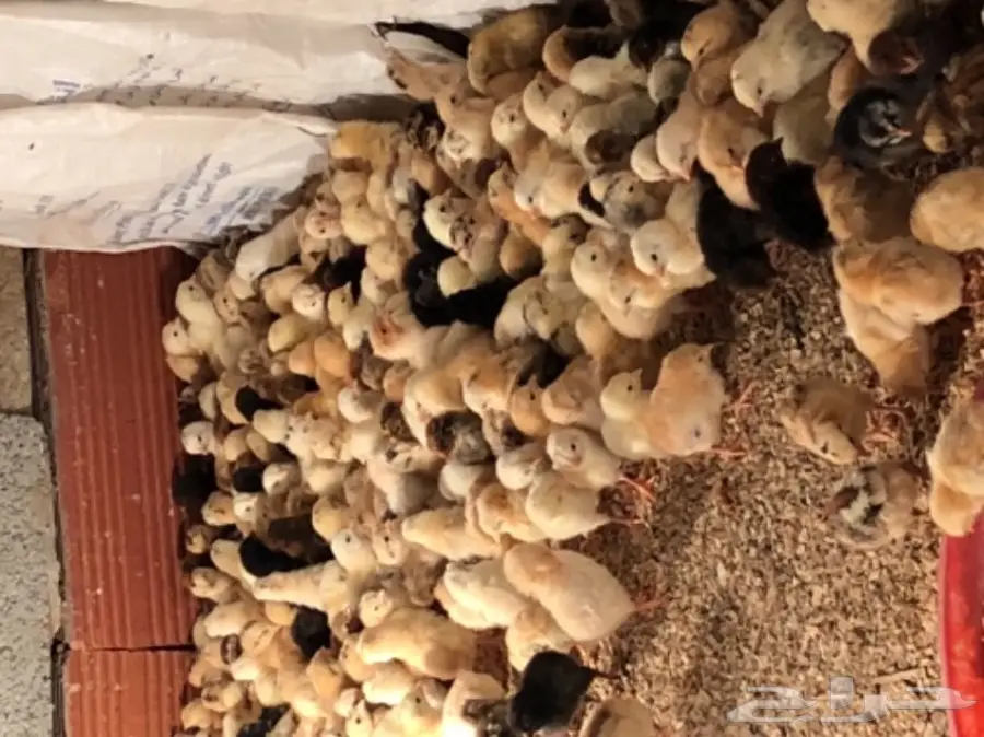 صوص بلدي  (image 1)