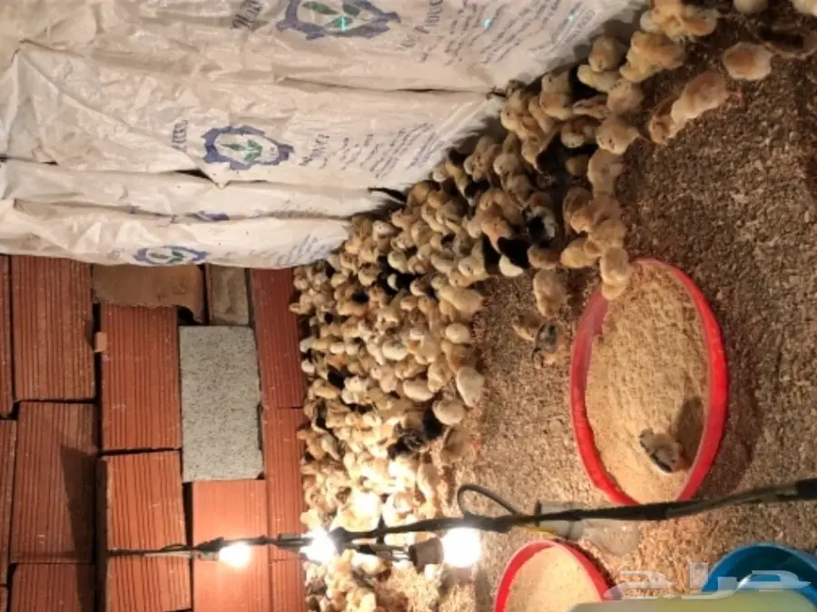 صوص بلدي  (image 2)