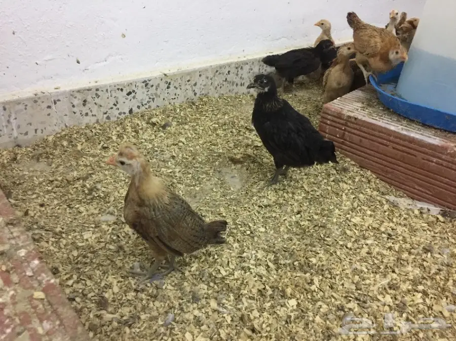 دجاج عمر شهرين  (image 4)