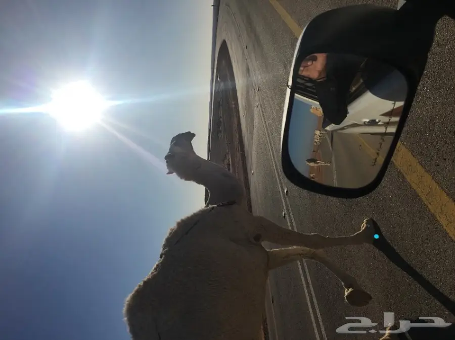 ناقه للبيع (image 1)