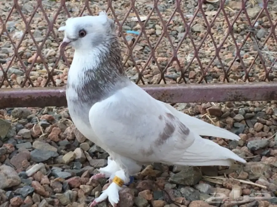 جمله وتفريد حمام اتراك (image 9)