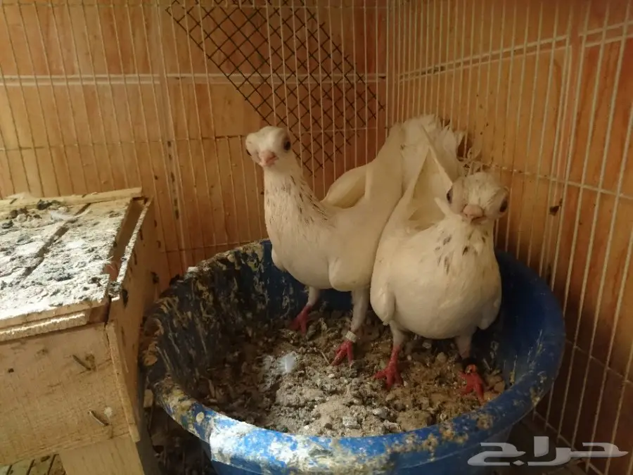 جوزين كوري انتاج (image 8)