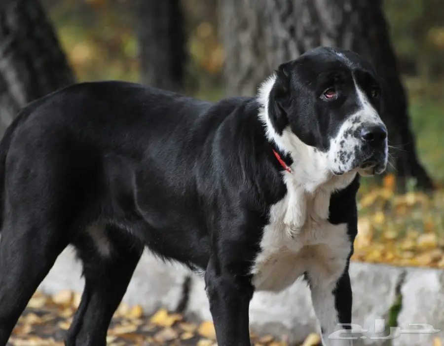 كلب الألباي (image 2)