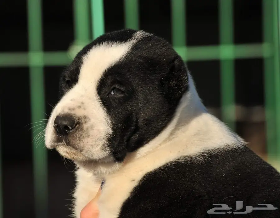 كلب الألباي (image 20)