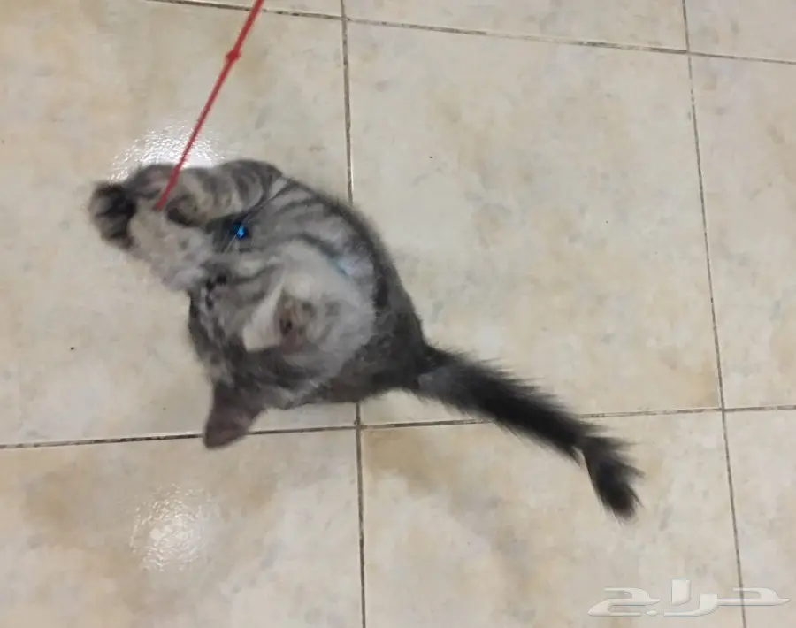 قطه جميله شيرازي للبيع (image 6)