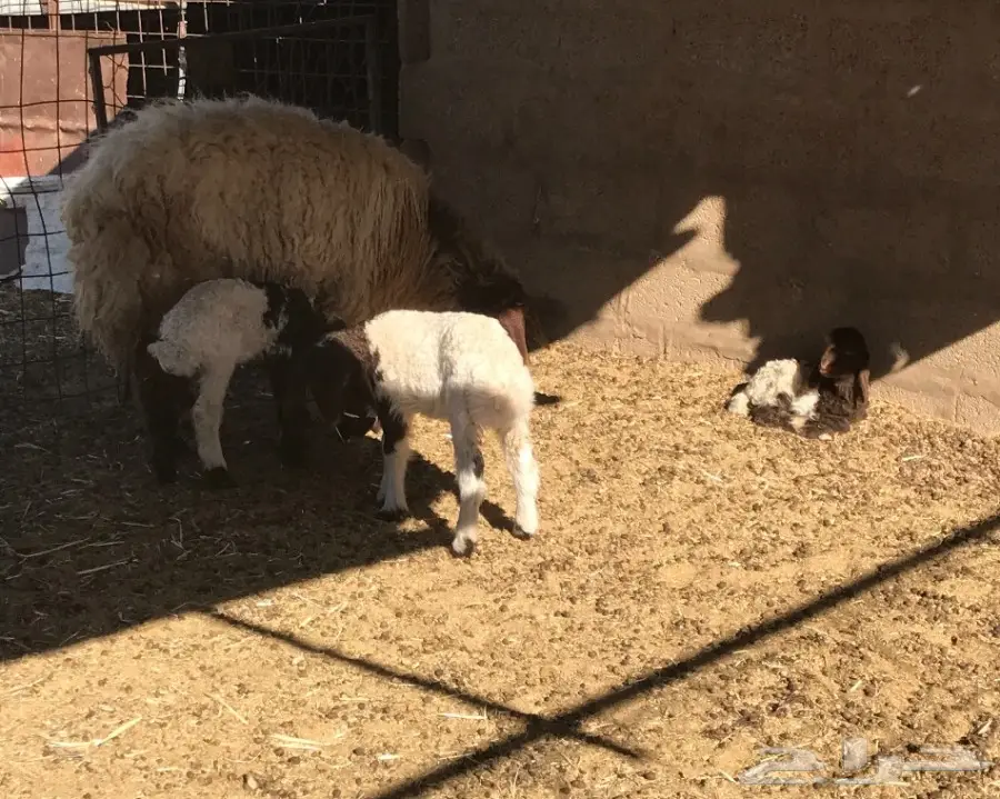 للبيع غنم نعيم ولد 8 تحتهن 8