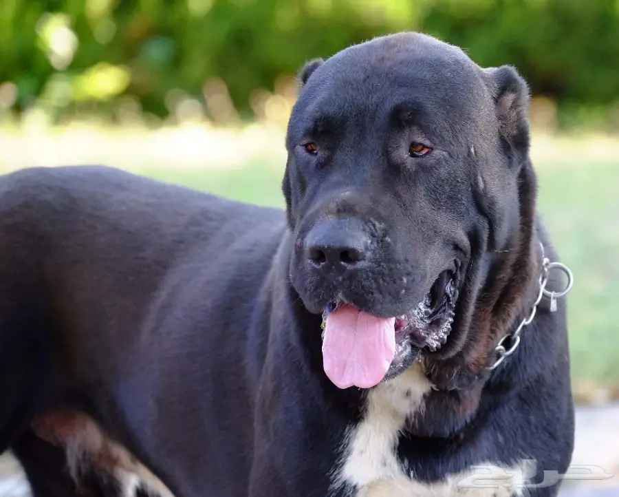 كلب الألباي (image 11)