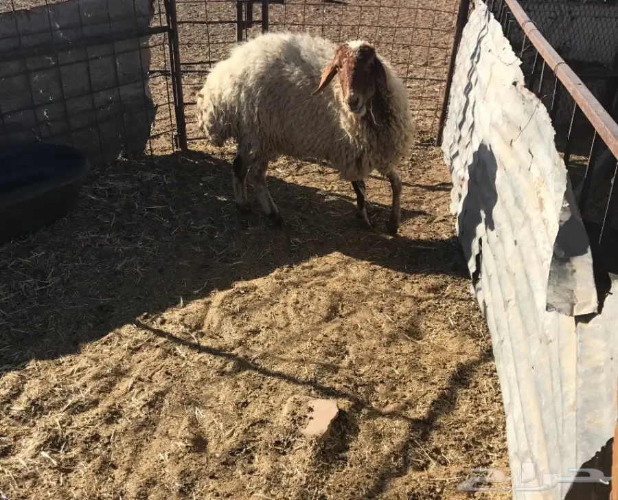 للبيع غنم نعيم ولد 8 تحتهن 8 (image 7)