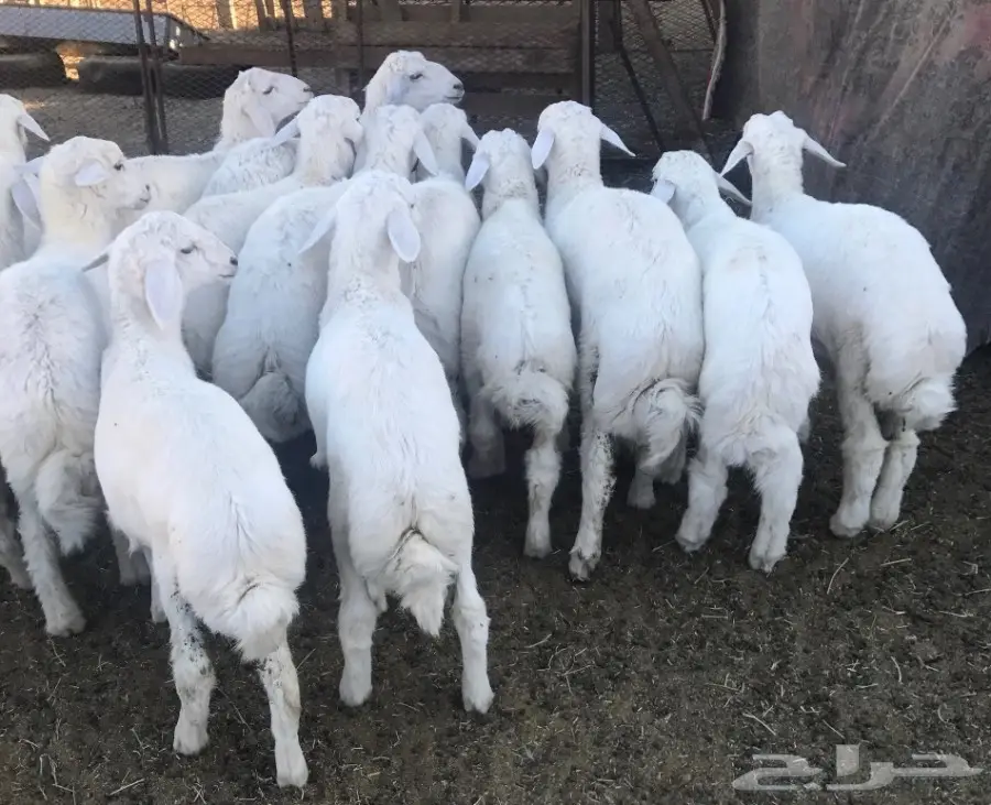 طليان ورخال مقفله شحم للبيع