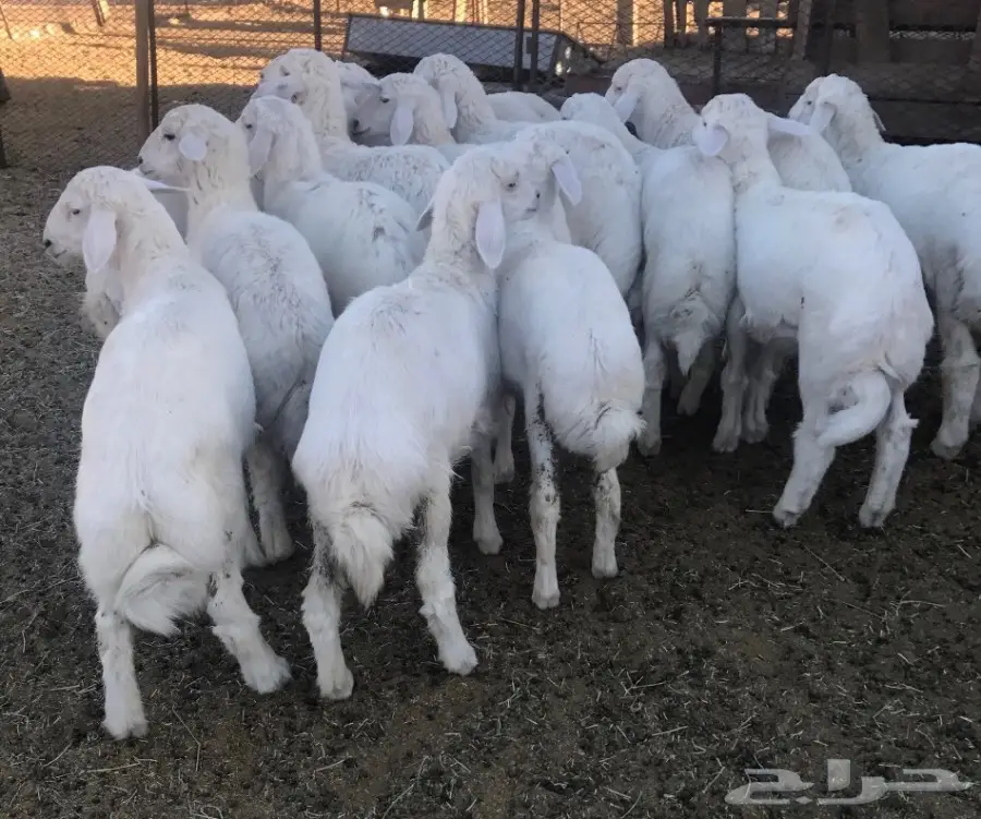 طليان ورخال مقفله شحم للبيع (image 1)