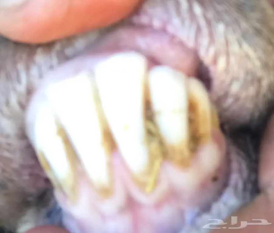 للبيع غنم نعيم ولد 8 تحتهن 8 (image 16)