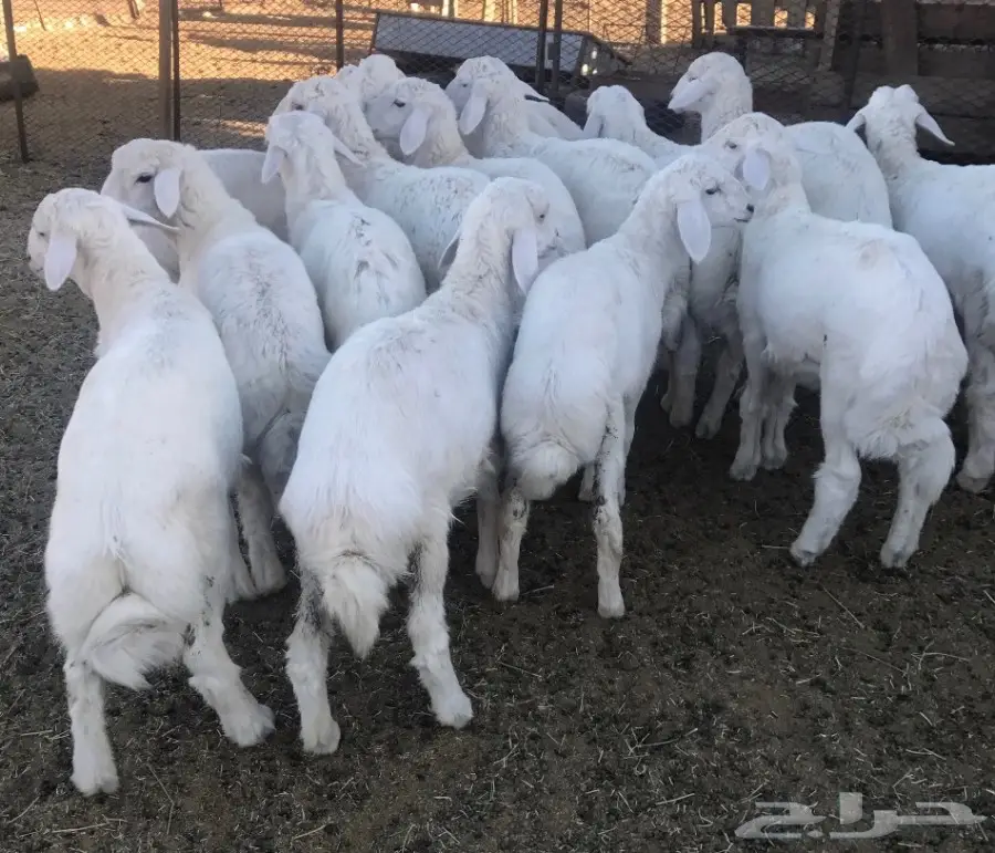 طليان ورخال مقفله شحم للبيع (image 2)