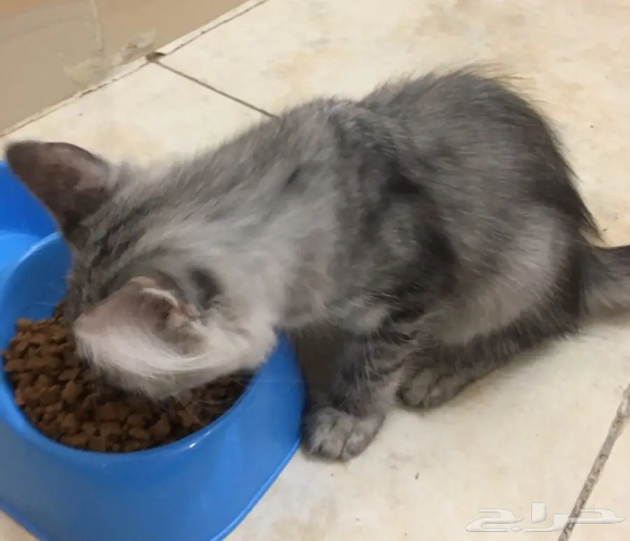 قطه جميله شيرازي للبيع (image 2)