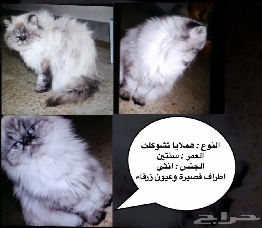 قطط للبيع  (image 1)