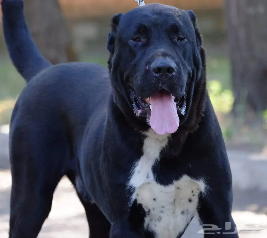 كلب الألباي (image 12)