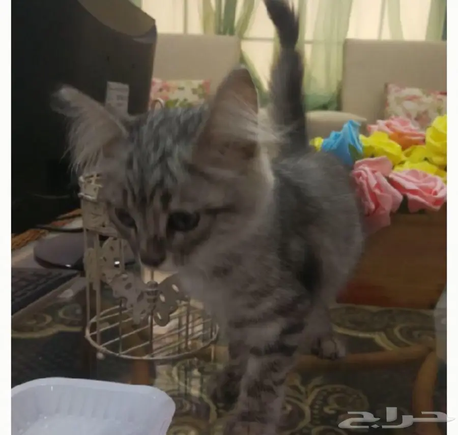 قطه جميله شيرازي للبيع (image 4)