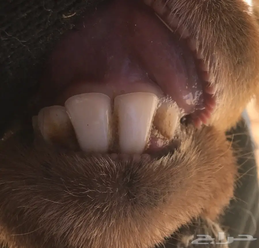 للبيع غنم نعيم ولد 8 تحتهن 8 (image 20)