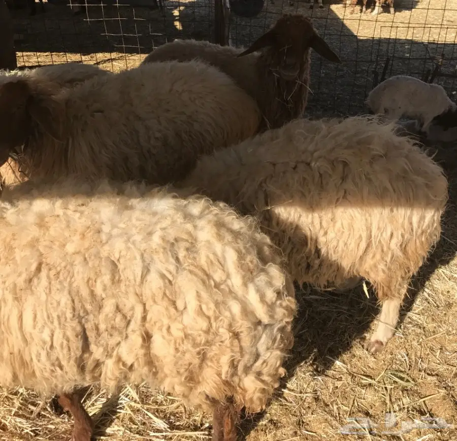 للبيع غنم نعيم ولد 8 تحتهن 8 (image 4)