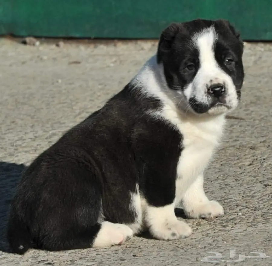 كلب الألباي (image 18)