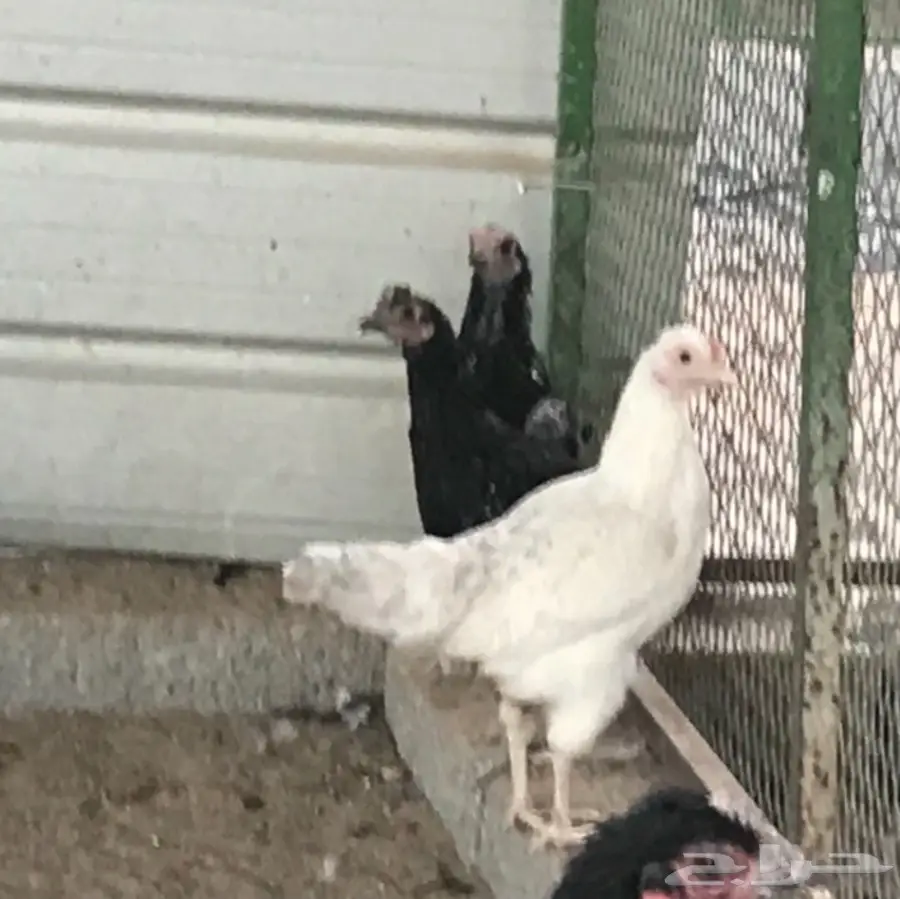 بيض بلدي .. دجاج بلدي .. ديوك للاكل (image 5)