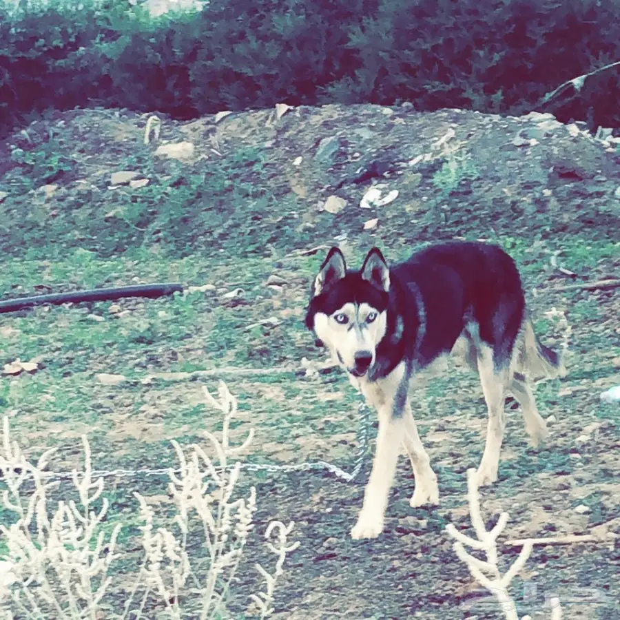 زوج كلاب  (image 1)