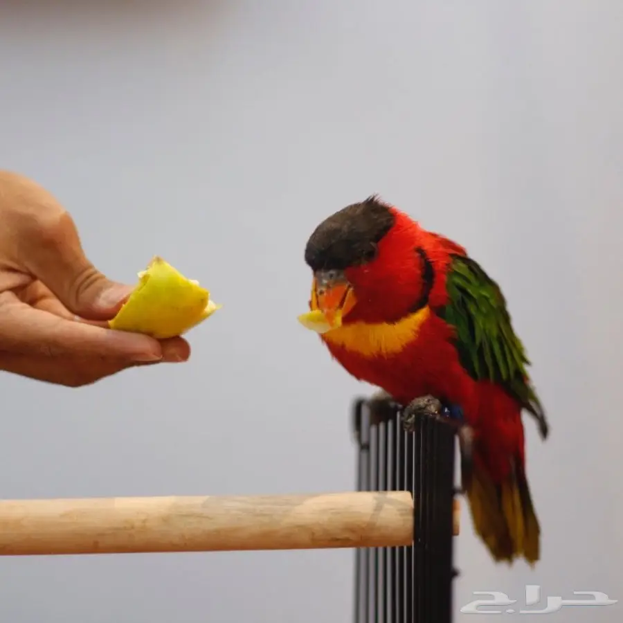 ببغاء لوري للبيع