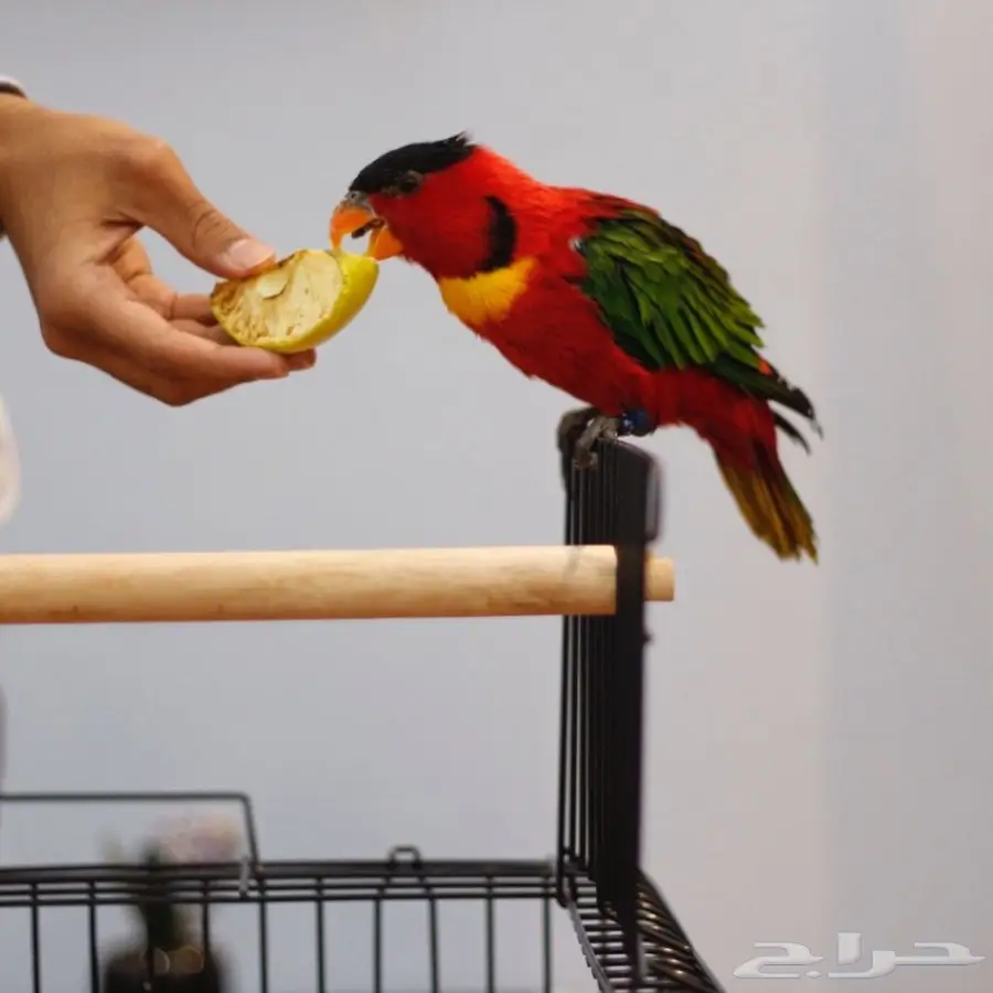 ببغاء لوري للبيع (image 1)