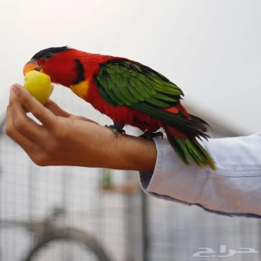 ببغاء لوري للبيع (image 2)