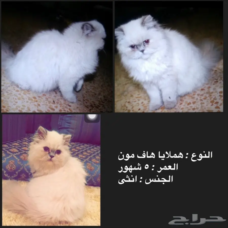 قطط للبيع  (image 2)