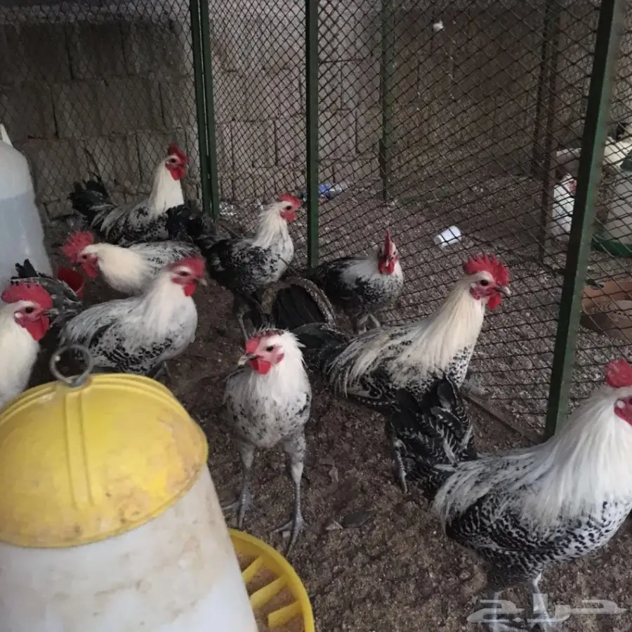 ديوك فيومي بيور اللون ابيض سوبر جامبو 