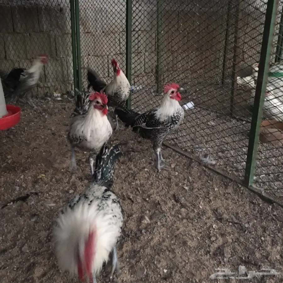 ديوك فيومي بيور اللون ابيض سوبر جامبو  (image 2)