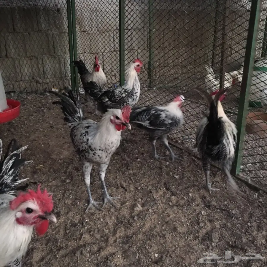 ديوك فيومي بيور اللون ابيض سوبر جامبو  (image 3)