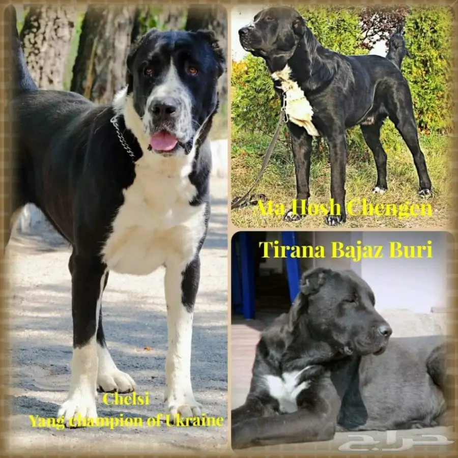 كلب الألباي