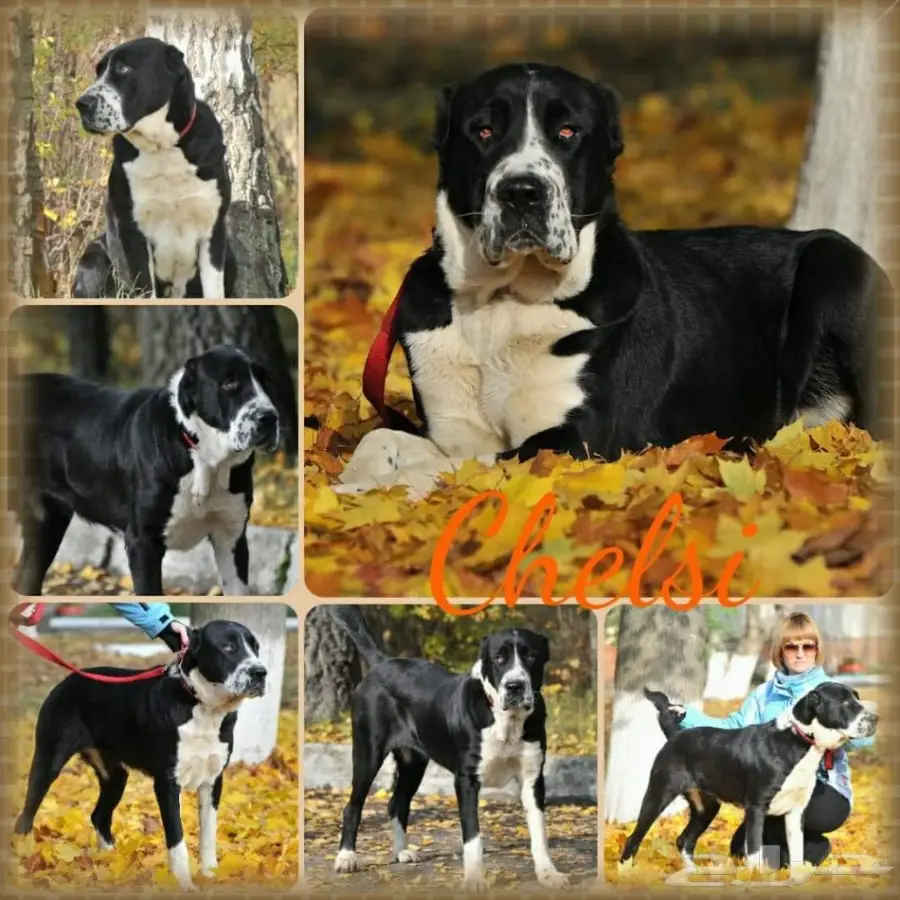 كلب الألباي (image 7)