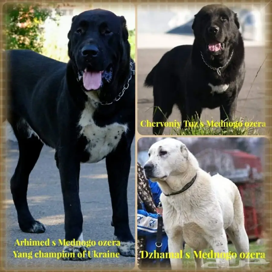 كلب الألباي (image 9)