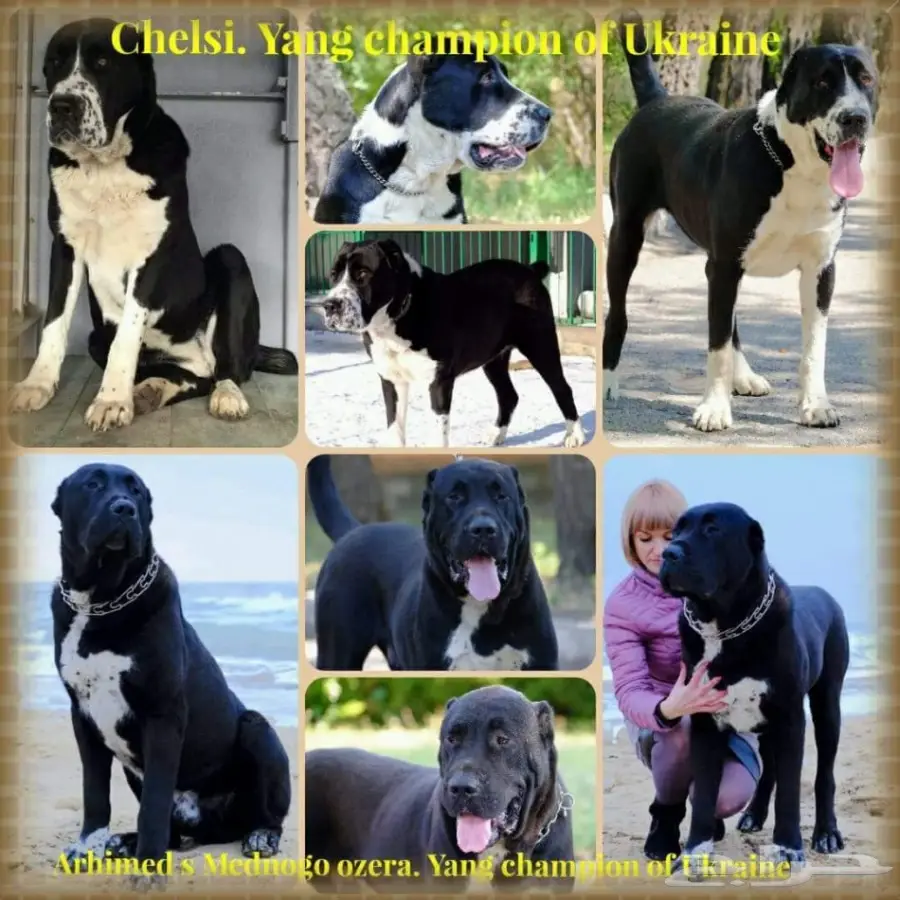 كلب الألباي (image 17)