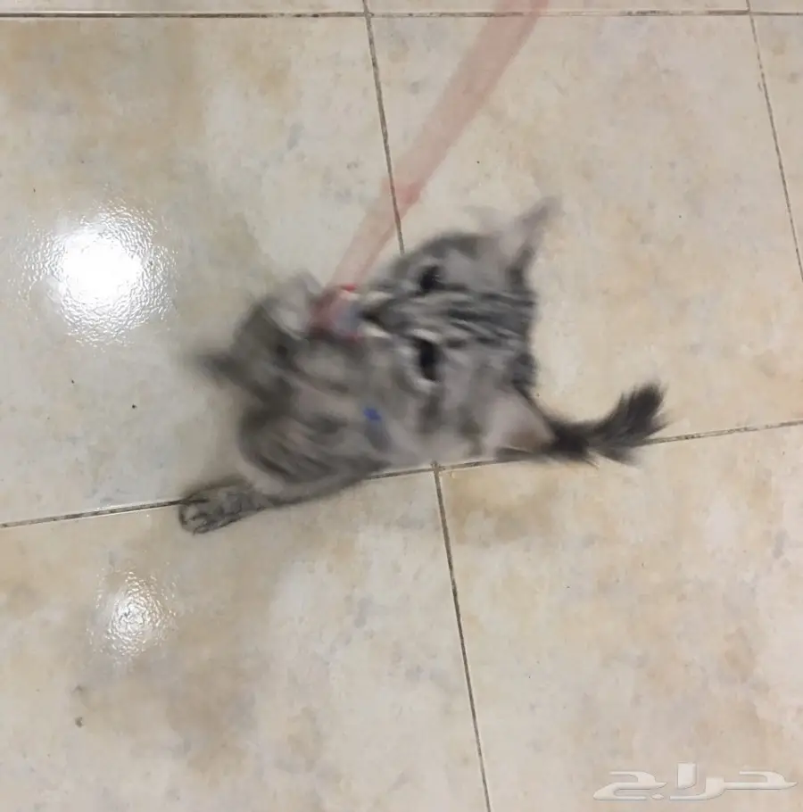 قطه شيرازي جميله للبيع  (image 11)