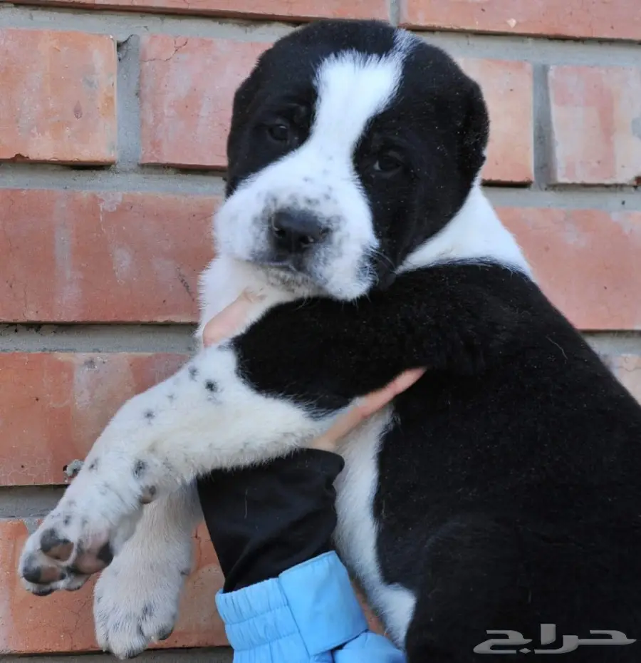 كلب الألباي (image 21)