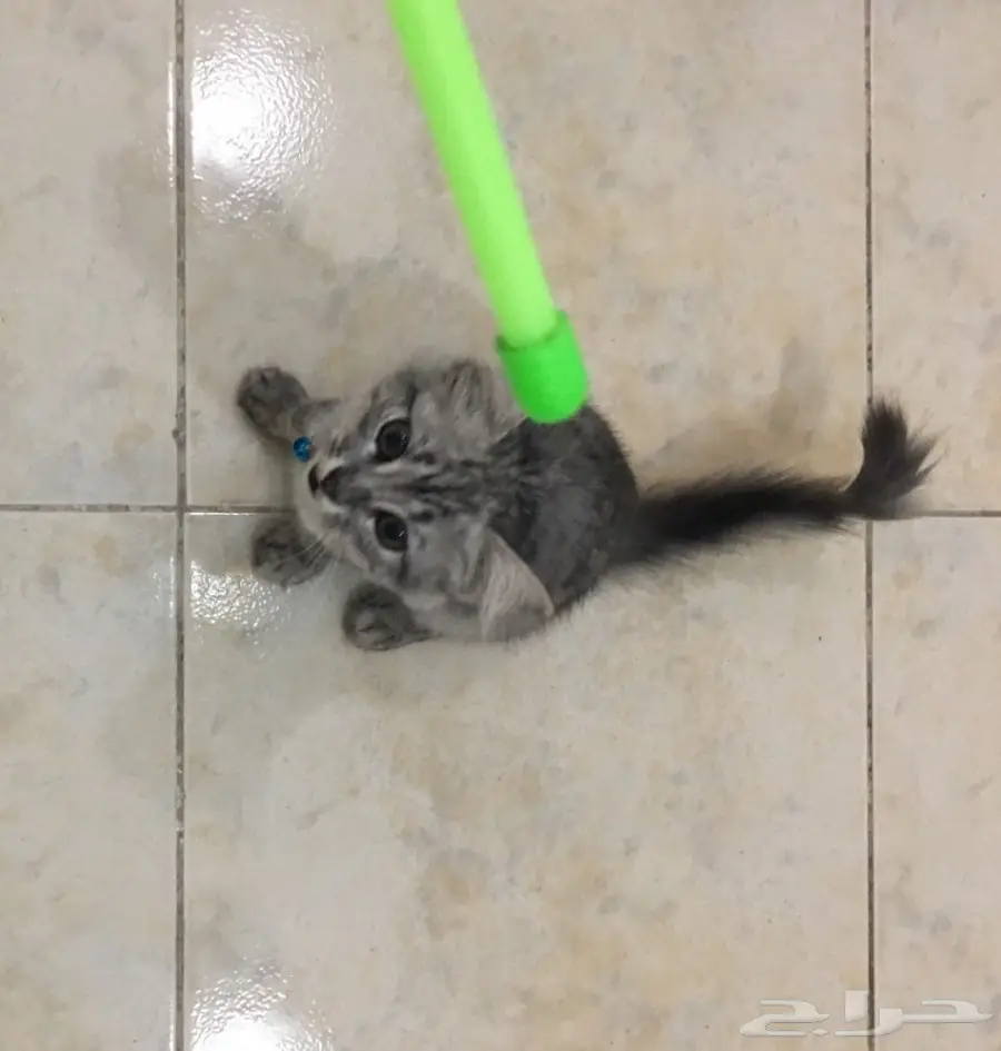 قطه جميله شيرازي للبيع (image 5)